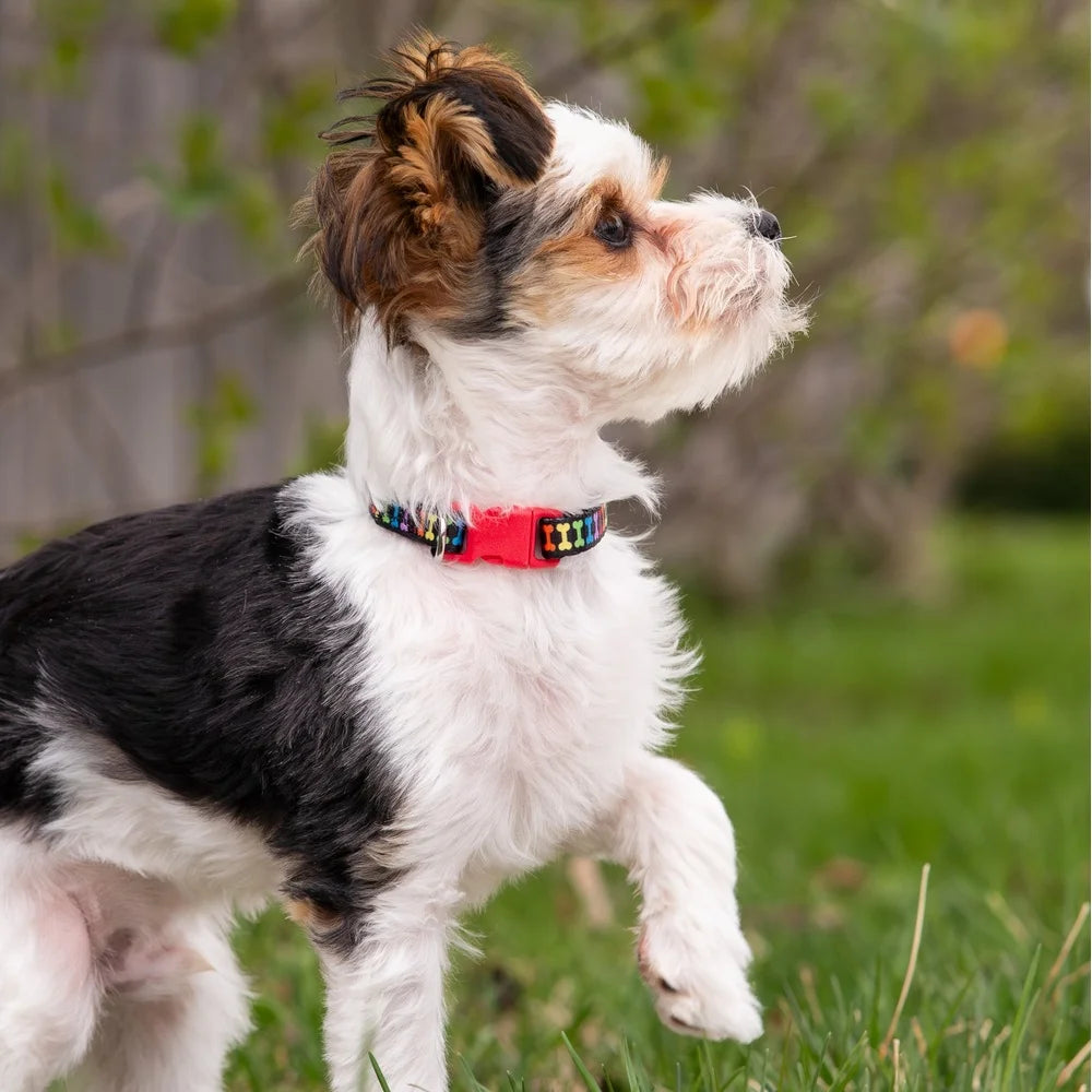 Multicolored Bone Print Dog Collar Adjustable Medium Size Durable Polyester Leash Attachment Fashionable Design Easy Spot Clean