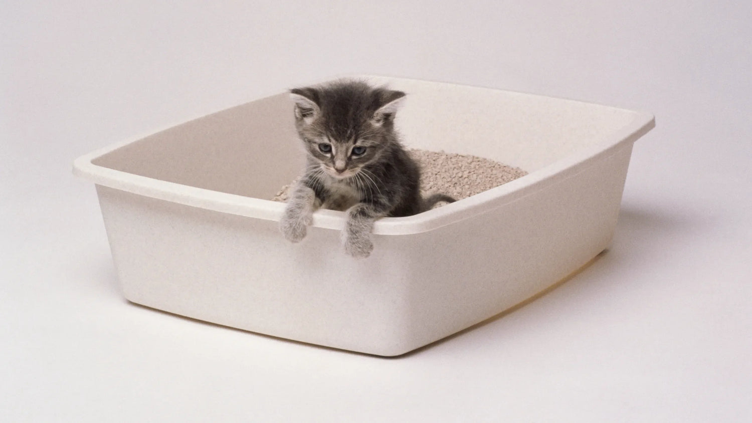 Litter Box