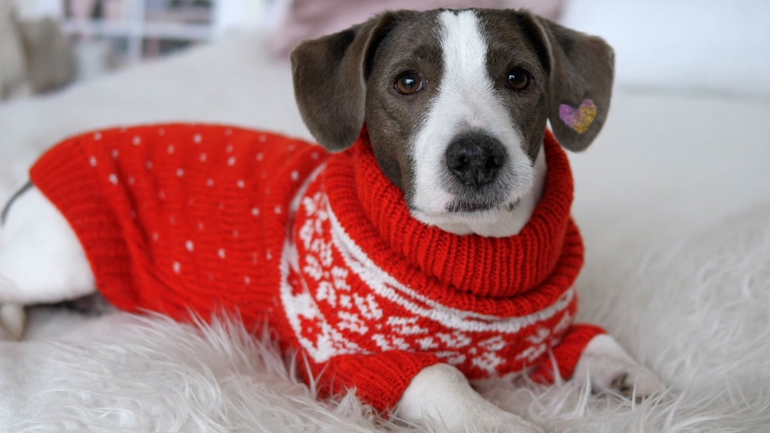 Pet Apparel