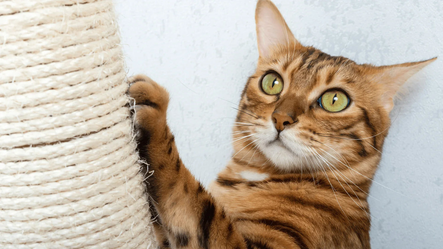 Cat Scratchers