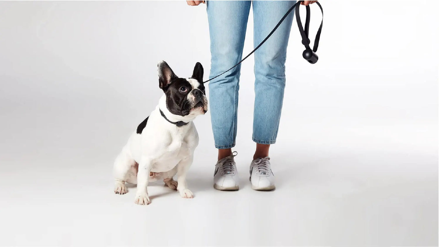 Collars And Leashes