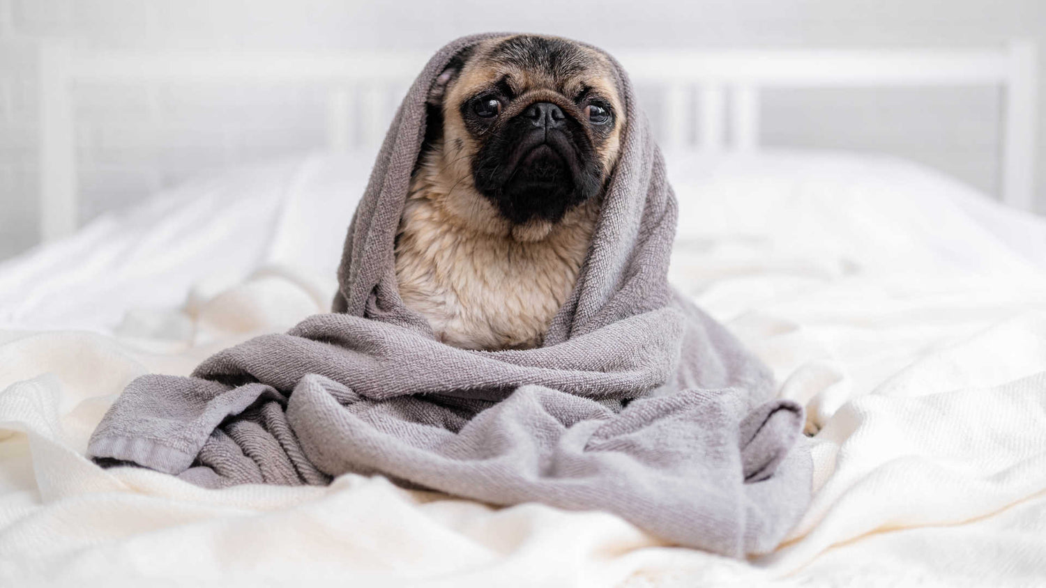 Pet Beds And Blankets