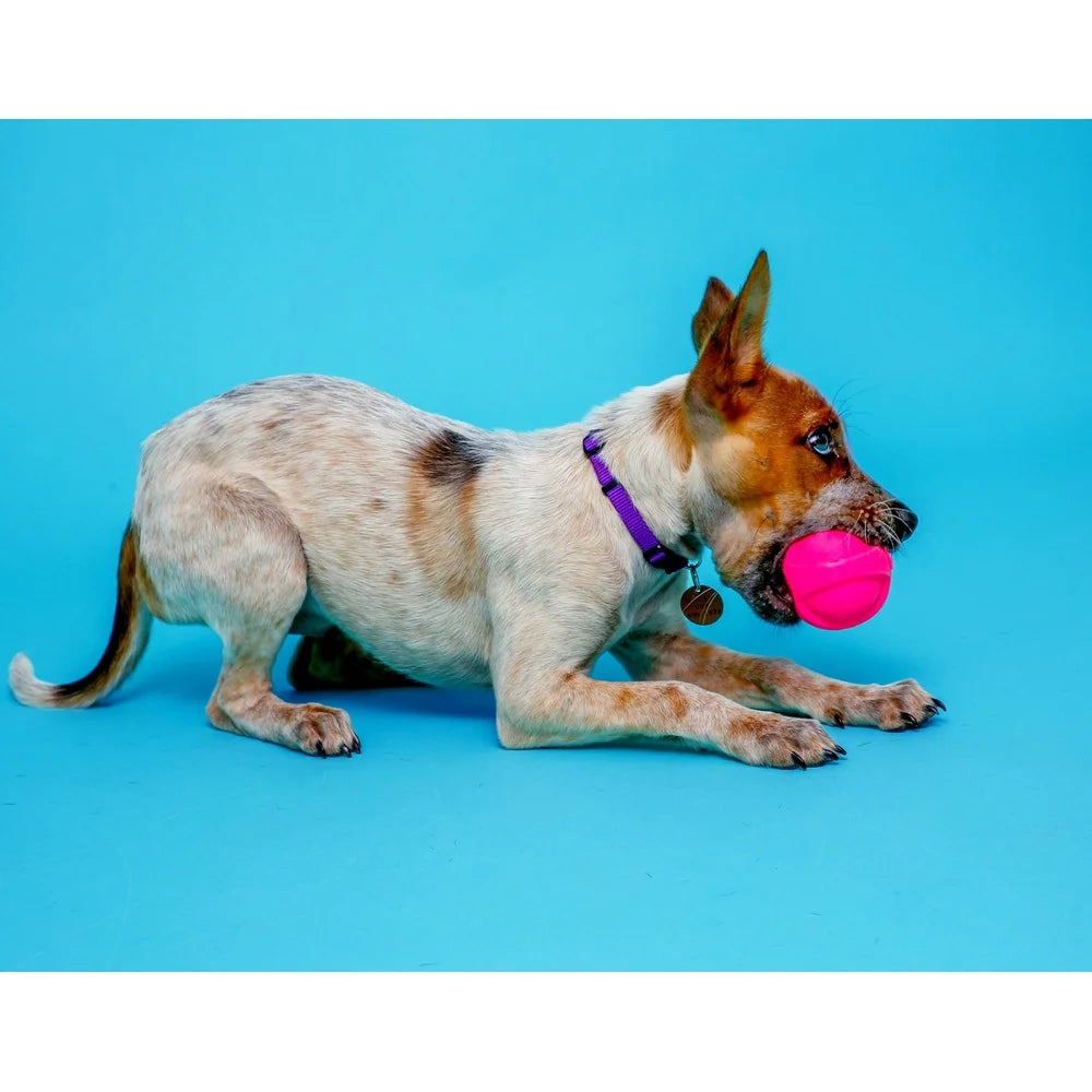 Durable Small Dog Toy Pack with Bacon Scent Squeaker Fetching Chewing Indoor Outdoor Play Lightweight Foam Latex
