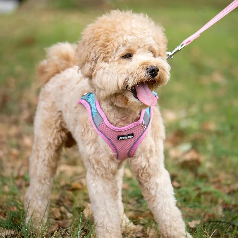 Step in Dog Harness Leash Set No Pull Escape Proof Soft Mesh Vest Reflective Bands Breathable Comfortable Small Dogs